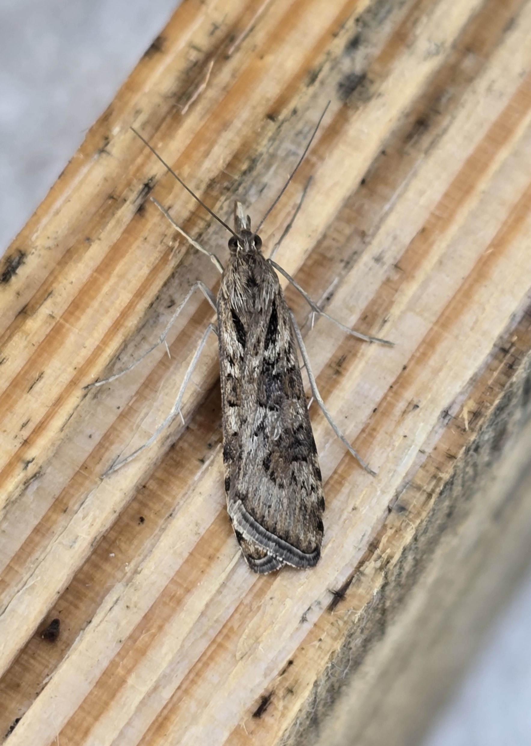 Photo of Rush Veneer (Nomophila noctuella)